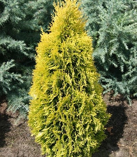 THUJA occidentalis 'Holmstrup Yellow' 